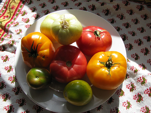 Plate of Colorful Tomatoes