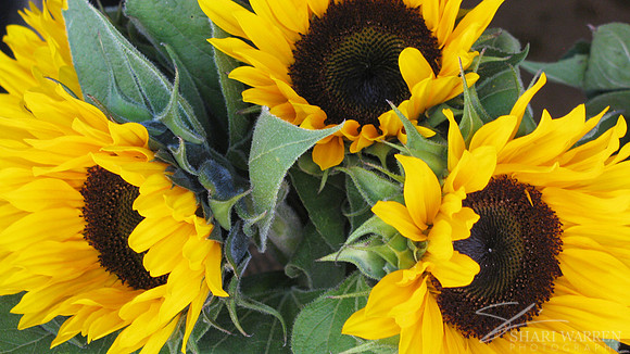 LosGatos_PhotoWalk_9.22.2012 - 72