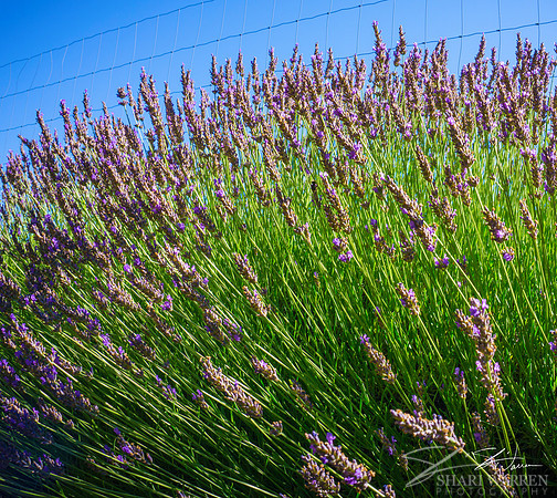 Lavender Fields II