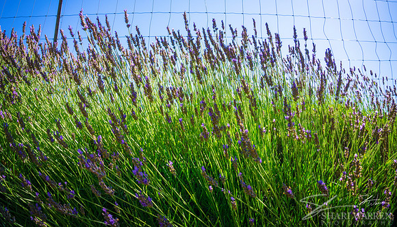 Lavender Fields V