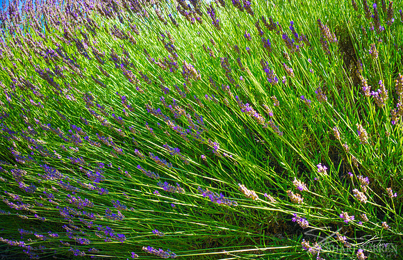 Lavender Fields IV