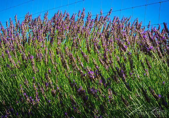 Lavender Fields III