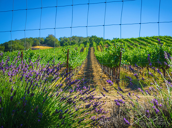 Lavender Fields I