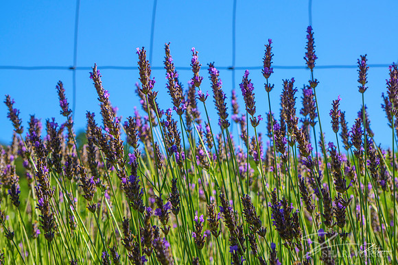 Lavender Fields VI