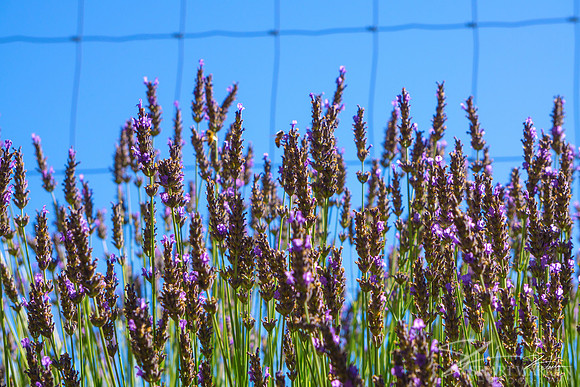 Lavender Fields VII