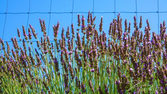 Lavender Fields VIII