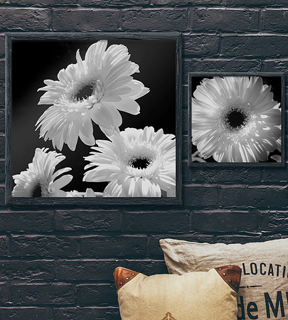 Gerbera Daisies Collection