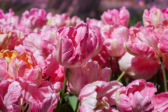 A Tulip's Song