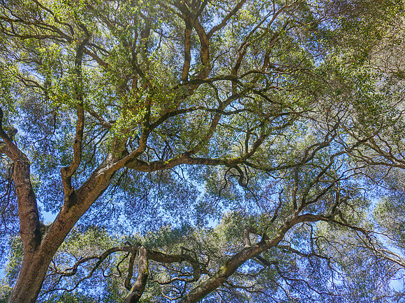 Under the Oak Tree