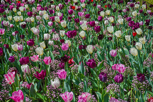 Tulip Field
