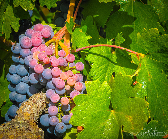 Amador Harvest Grapes XVIII