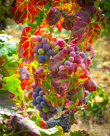 Amador Wine Grapes I