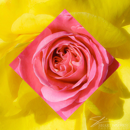 Diamond-Roses in Pink & Yellow