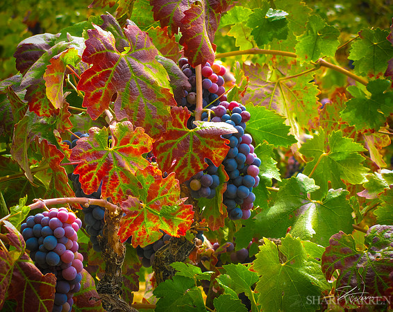 Amador Wine Grapes II