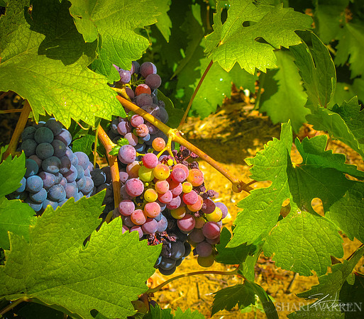 Amador Harvest Grapes XX