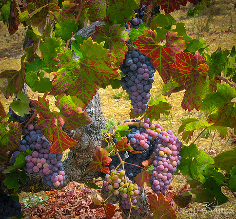Amador Harvest Grapes VI