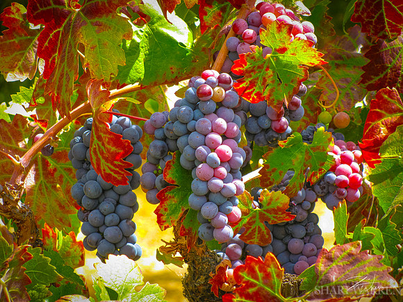 Amador Harvest Grapes XVI