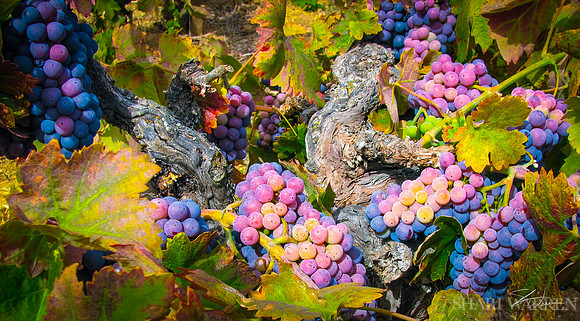 Amador Harvest Grapes II
