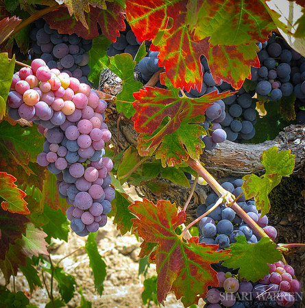 Amador Harvest Grapes IX