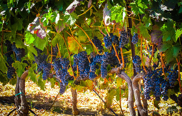 Amador Harvest Grapes XXIII