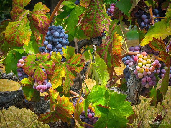 Amador Harvest Grapes XII
