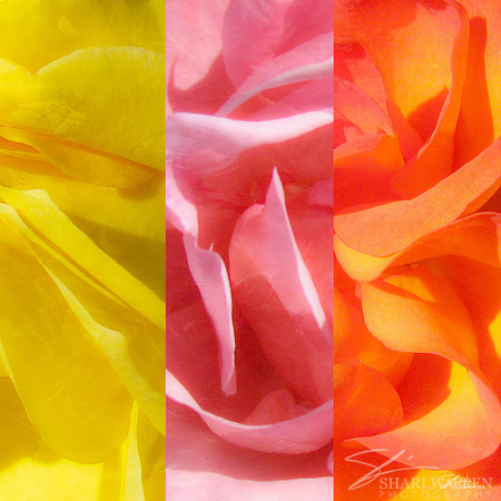 Rose Stripes in Yellow, Pink & Orange