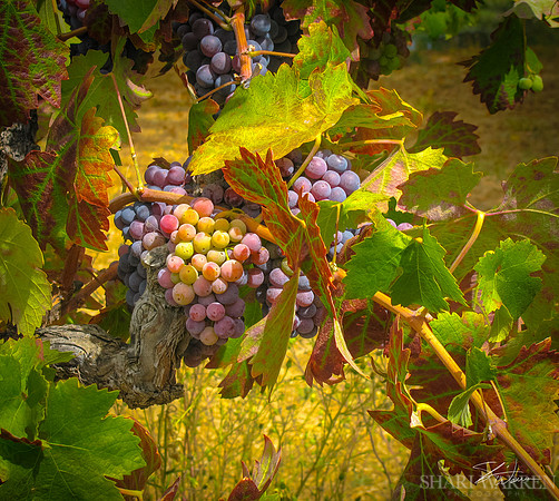 Amador Harvest Grapes XIII