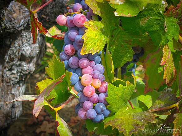 Amador Harvest Grapes X