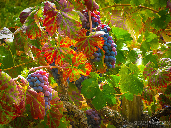 Amador Wine Grapes III