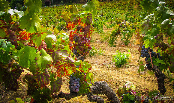 Amador Grapevines III