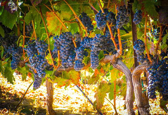 Amador Harvest Grapes XXII