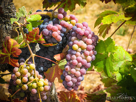 Amador Harvest Grapes V