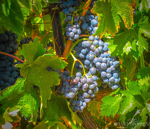 Amador Harvest Grapes XXVII