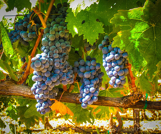 Amador Harvest Grapes XXVI