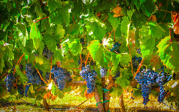 Amador Harvest Grapes XXVIII
