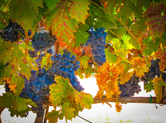 Amador Harvest Grapes XXIV