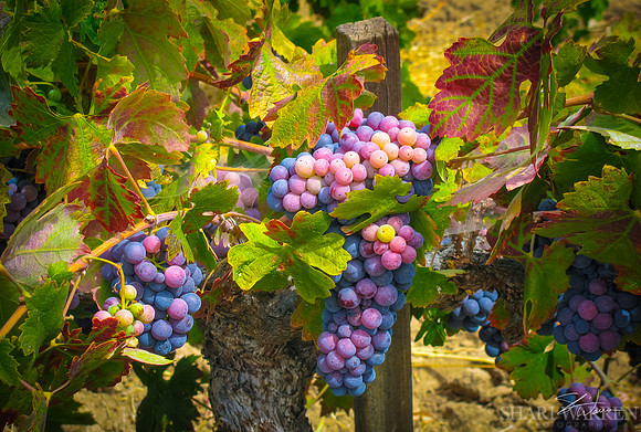 Amador Harvest Grapes III