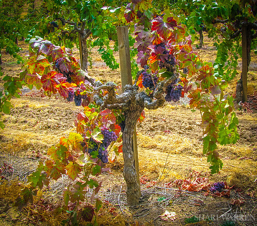 Amador Grapevines II