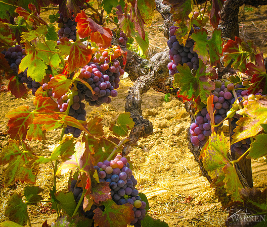 Amador Harvest Grapes XIV