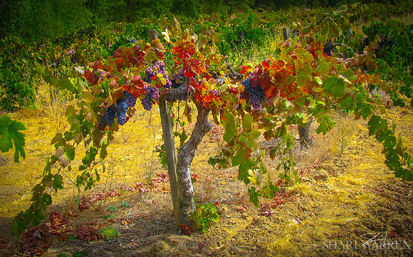 Amador Grapevines I