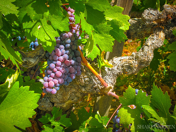 Amador Harvest Grapes XXI