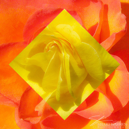 Diamond-Roses in Yellow & Orange