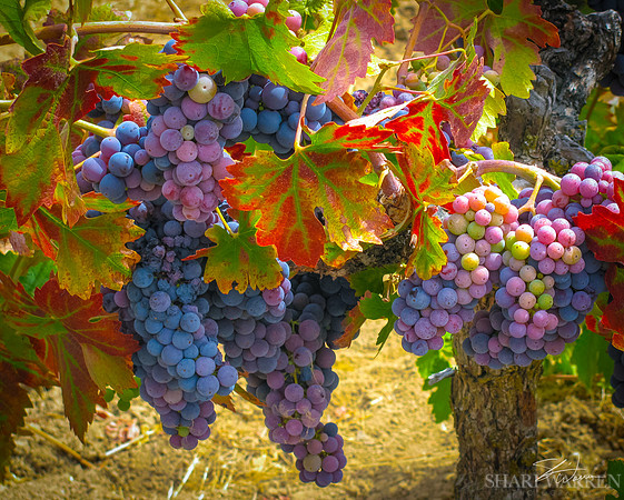 Amador Harvest Grapes VIII