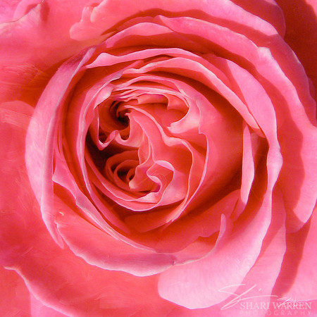 Painted Rose in Pink