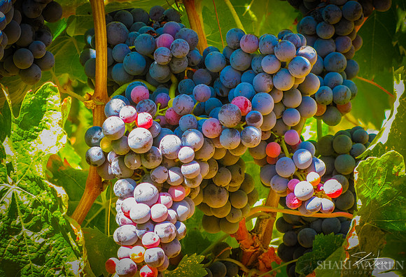 Amador Harvest Grapes XXV
