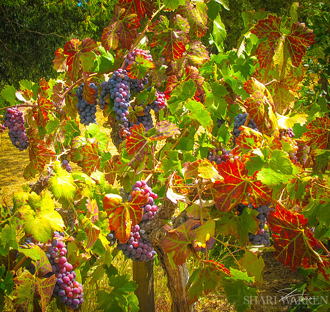 Amador Harvest Grapes XVII