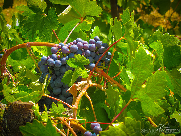 Amador Harvest Grapes XIX