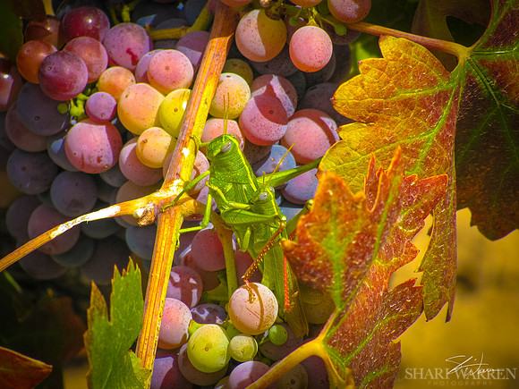 Amador Vineyard Love