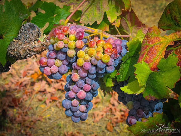 Amador Harvest Grapes XI