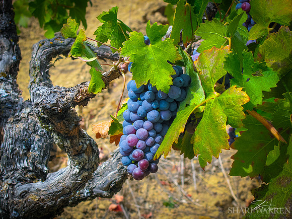 Amador Harvest Grapes IV